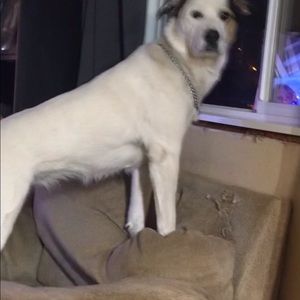 Meet your Posher, Pam